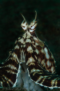 Mimic Octopus posing for a portrait,no cropping-Lembeh by Richard Goluch 